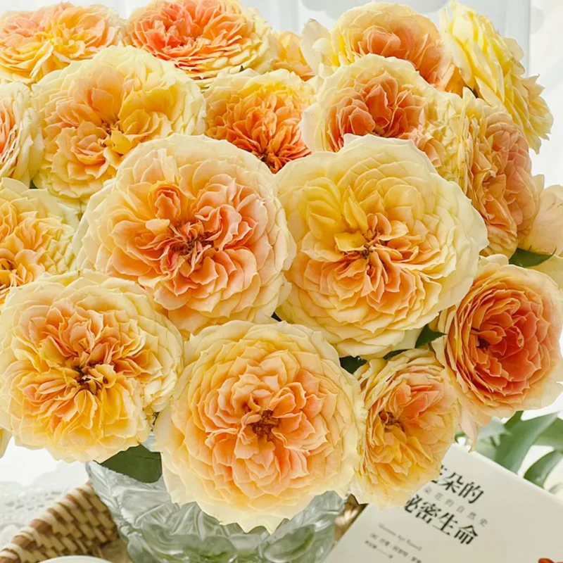 CaramelAntike HighgardenRoses 10