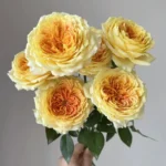 CaramelAntike HighgardenRoses 12