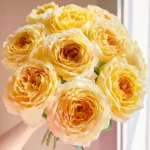 CaramelAntike HighgardenRoses 2