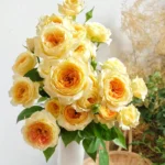 CaramelAntike HighgardenRoses 3