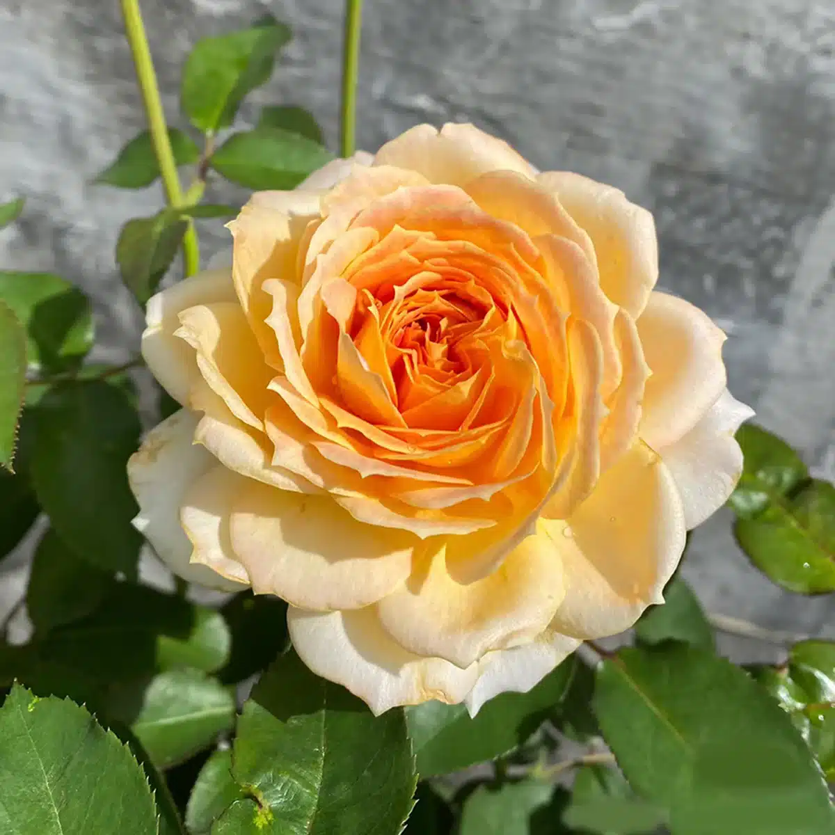 CaramelAntike Antique Caramel