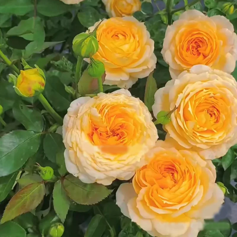 CaramelAntike HighgardenRoses 7