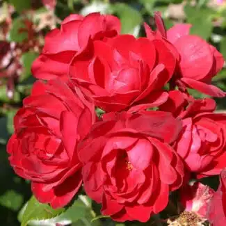 Aşılı Bahçe Gülleri & Gül Fidanı Çeşitleri | RosaDelAmore 58 Bahçe gülleri