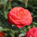 edelrose feurio m113591 h 0