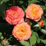 edelrose feurio m113591 w 4