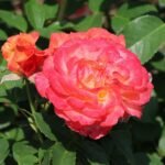 edelrose feurio m113591 w 5