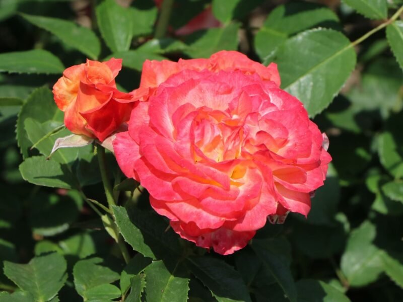 edelrose feurio m113591 w 5