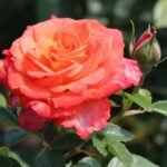 edelrose feurio m113591 w 6