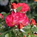 edelrose feurio m113591 w 7