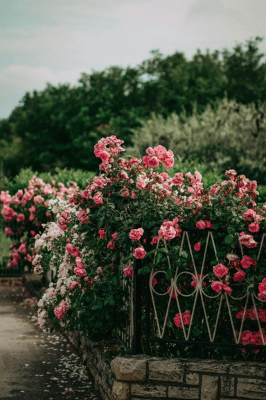 Gezegenimize Yatırım Yap - Rosa Del Amore Çiftliği ile Sürdürülebilir Geleceğe Adım Atın 1 Gezegenimize Yatırım Yap - Rosa Del Amore Çiftliği’nde permakültür ekosistemi
