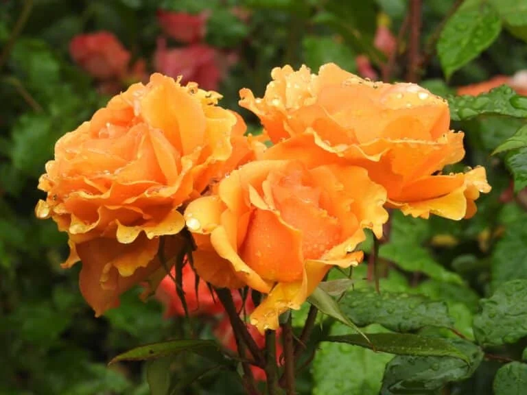 Gezegenimize Yatırım Yap - Rosa Del Amore Çiftliği ile Sürdürülebilir Geleceğe Adım Atın 3 Çiftlikte kurulu yağmur suyu toplama ve güneş paneli sistemi