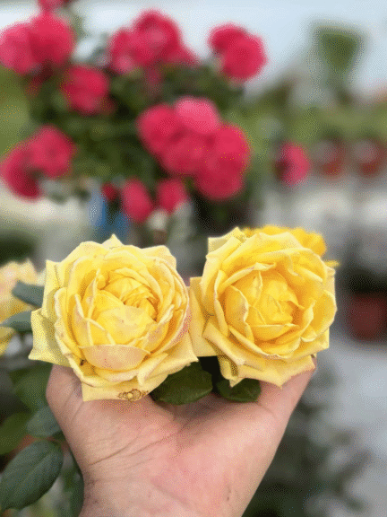 Güllerin Mitolojideki Yeri: 3 Aşkın ve Gücün Simgesi 1 Güllerin Mitoloji