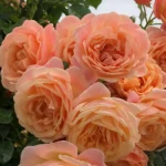 peach melba 6 1920x1920 e1712056420893