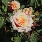 strauchrose caramella m002916 h 0