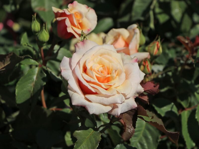 strauchrose caramella m002916 h 0