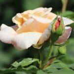 strauchrose caramella m002916 w 8