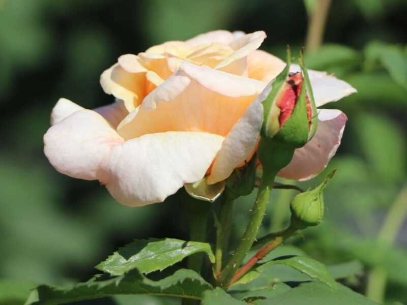 strauchrose caramella m002916 w 8