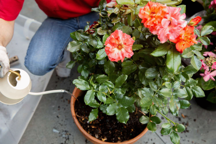Saksılı Gül Seçimi – Evinizi Dönüştürecek 7 Adımda Doğru Gül Nasıl Seçilir? 1 Parlak tencerede yetişen potted mini roses, iç mekan dekoruna katkısı