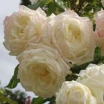 kletterrose alaska m099207 h 0