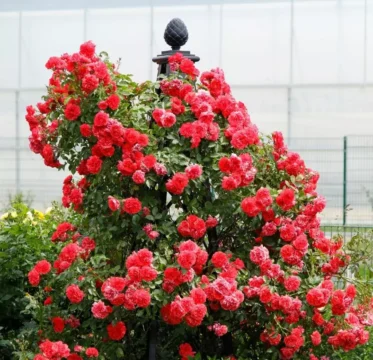 Rosarium Gül Saksılı