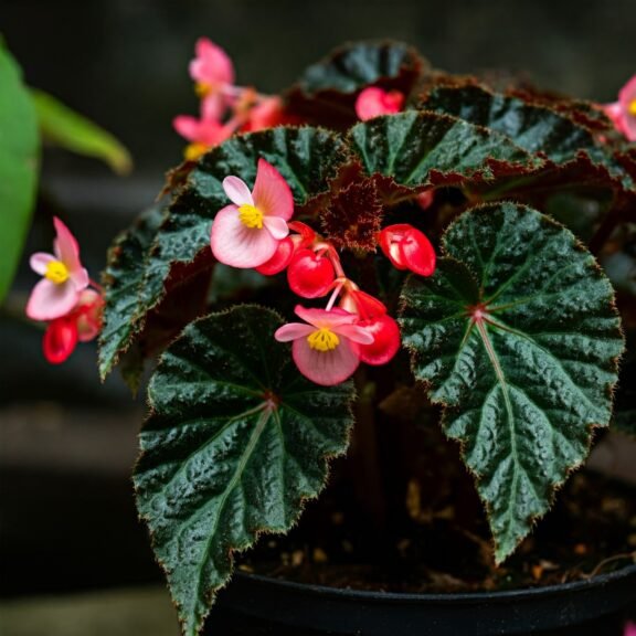 Begonya (Begonia)