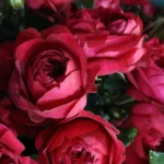 swanes nurseries roses red pierre de ronsard 2 1 2