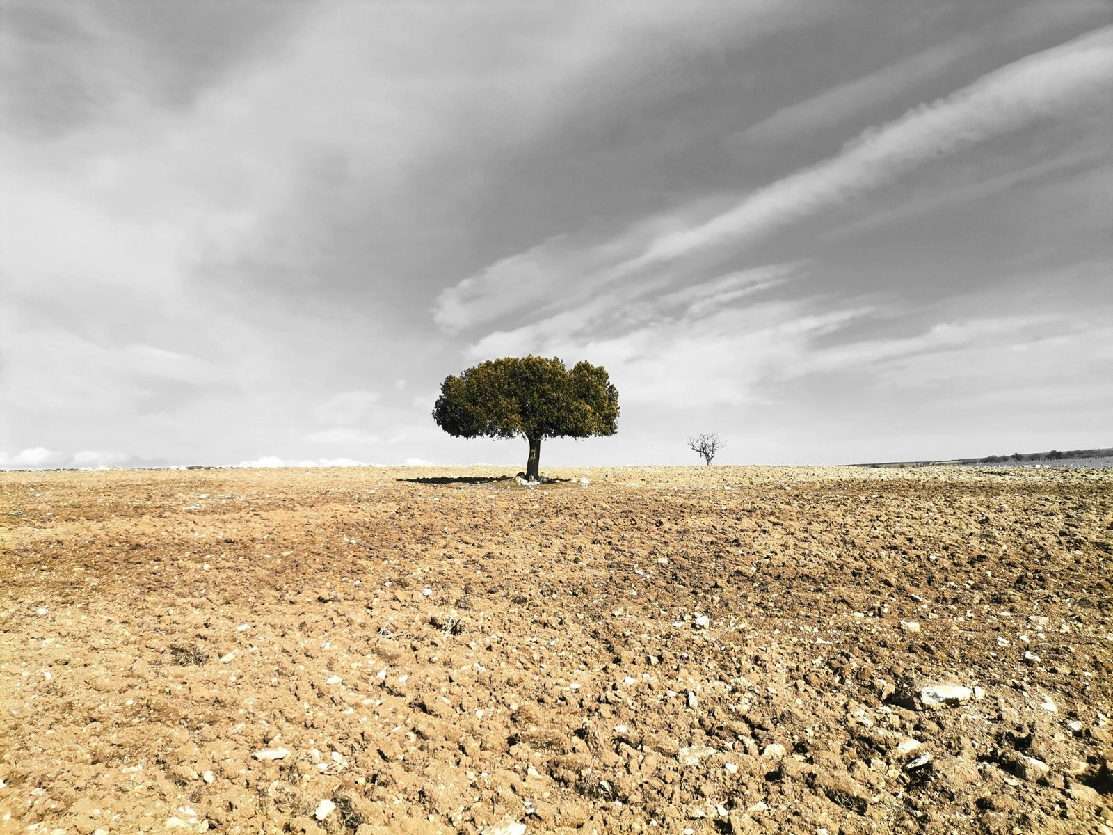 green tree on brown field under gray clouds