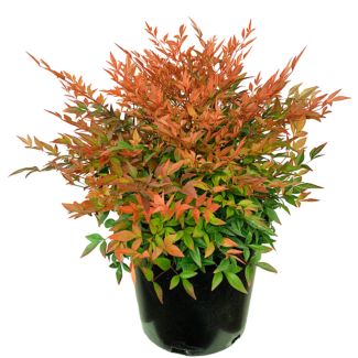 Cennet Bambusu (Nandina Domestica),