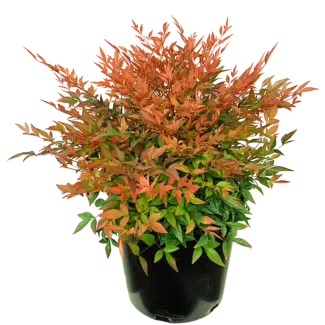 Cennet Bambusu (Nandina Domestica),
