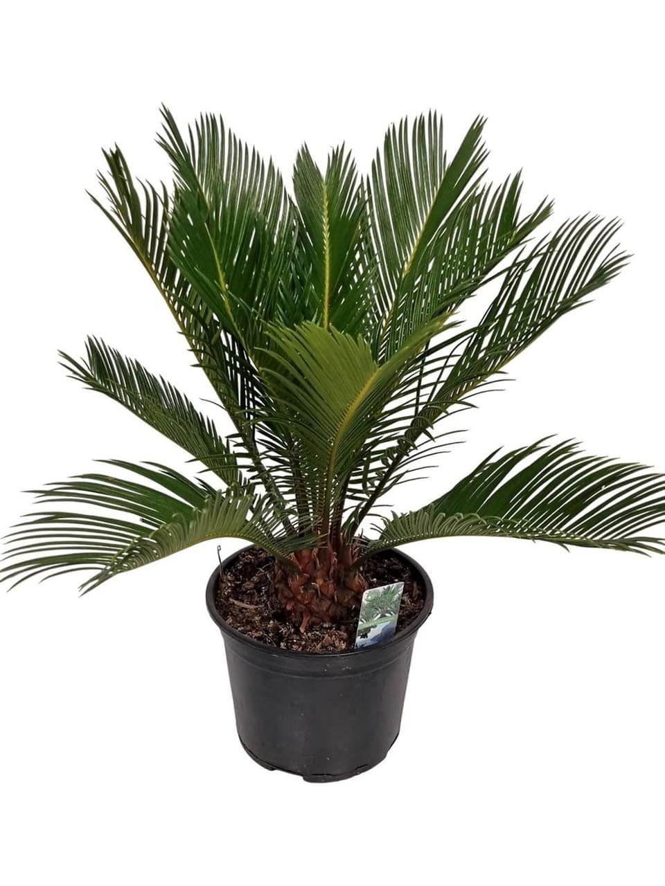 Cycas Revoluta