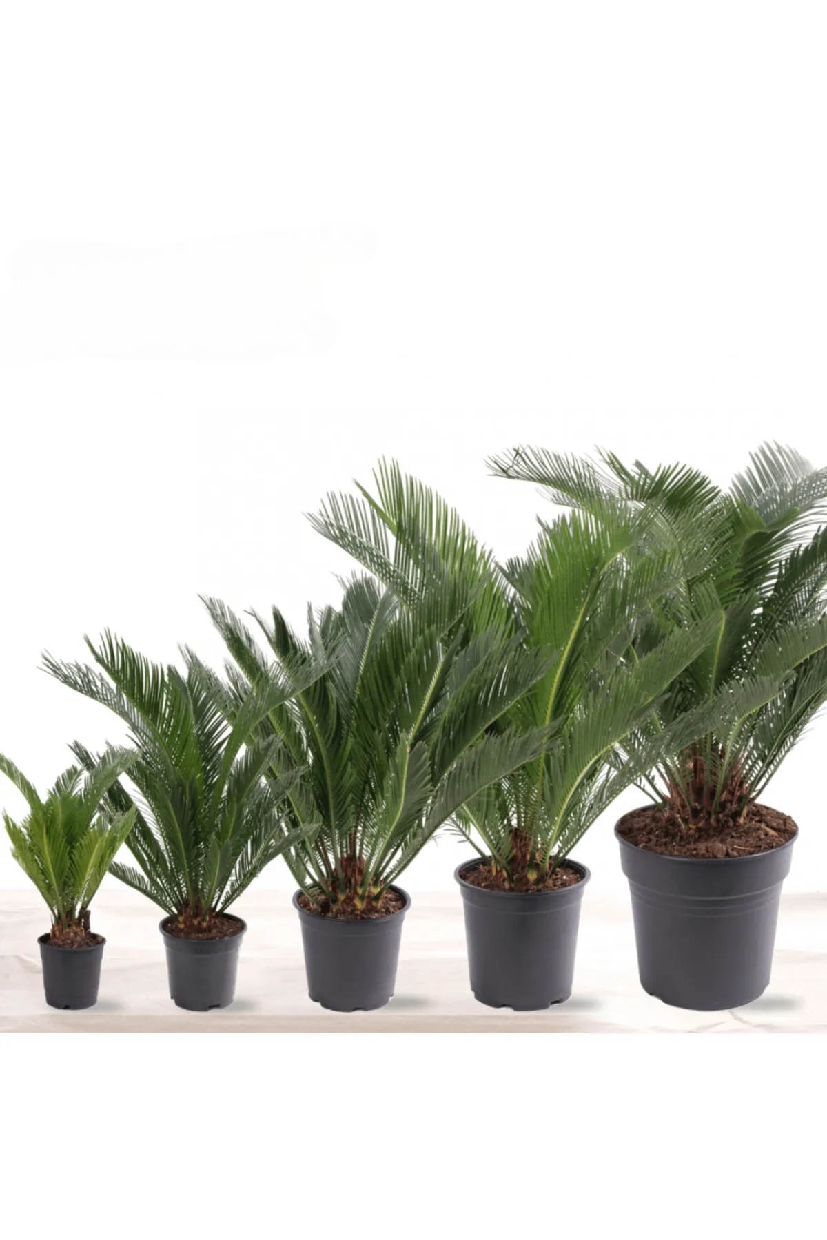 Cycas Revoluta