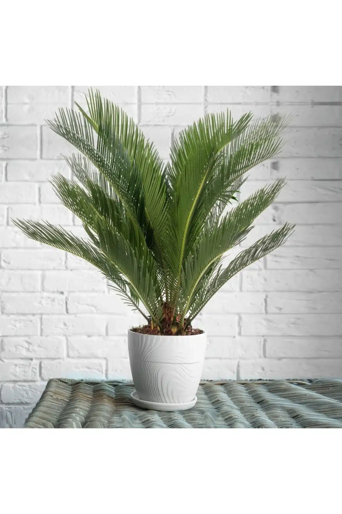 Cycas Revoluta