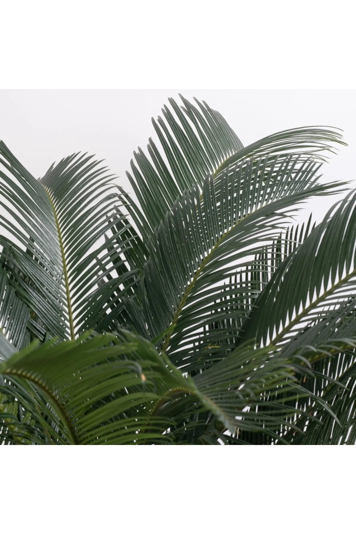 Cycas Revoluta