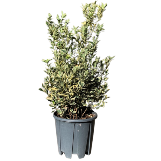 Euonymus Japonicus Bravo (Gümüşi taflan) - Emre Peyzaj Euonymus Japonicus Bravo