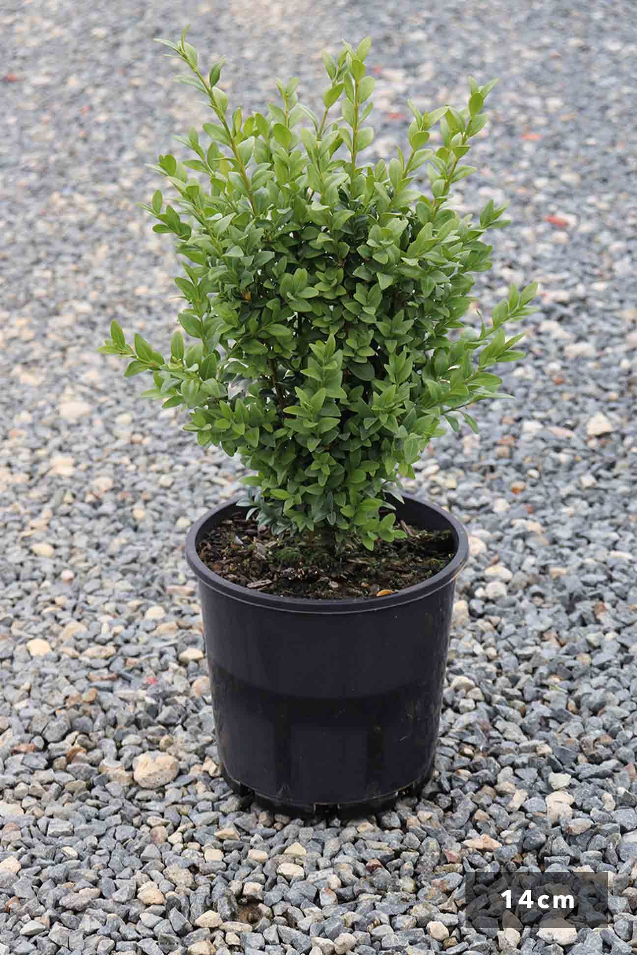 DN-Buxus-Sempervirens-14cm-1296-x-1944px_2048x Osmanlı Şimşiri