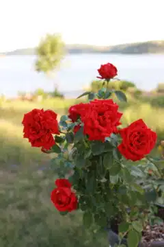Gül Nasıl Dikilir