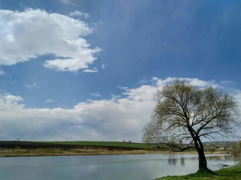 Göl manzarası gök yüzünde bulutlar ve bir yaşlı ağaç fotoğrafı