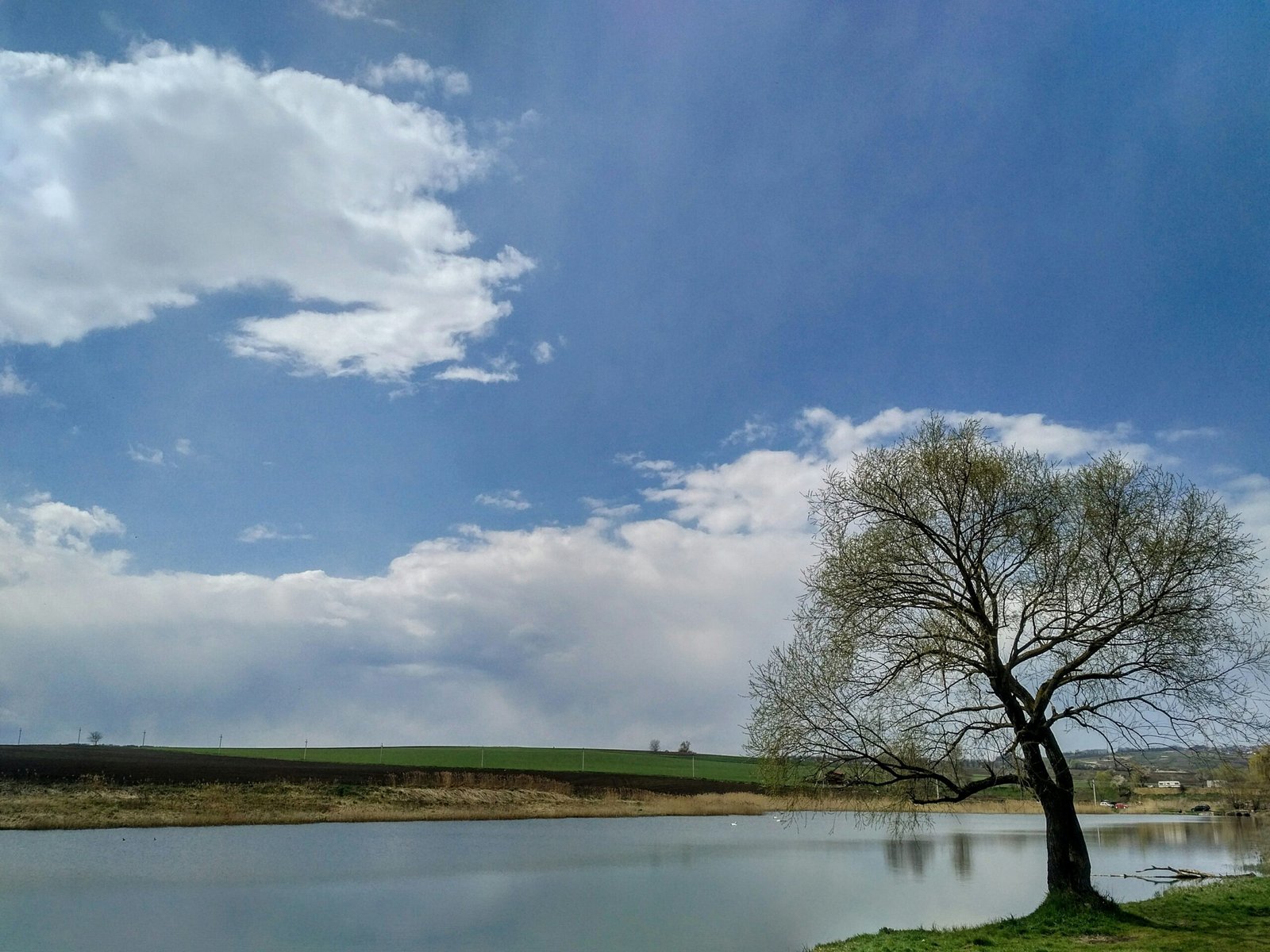 Göl manzarası gök yüzünde bulutlar ve bir yaşlı ağaç fotoğrafı