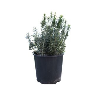 Osmanlı Şimşiri Buxus sempervirens