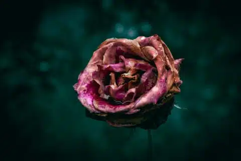 Güller Neden Çiçek Açmaz