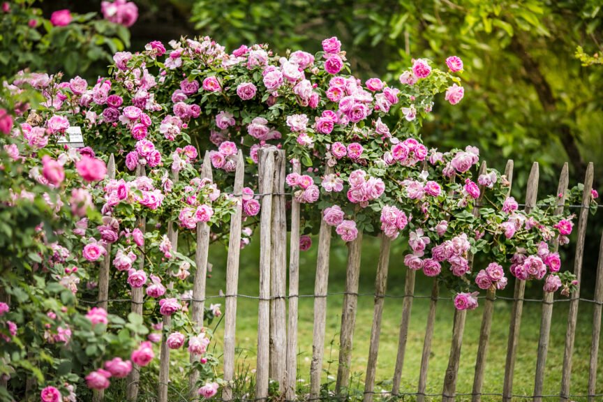 a fence with pink flowers