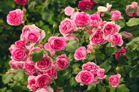 Pembe Gül