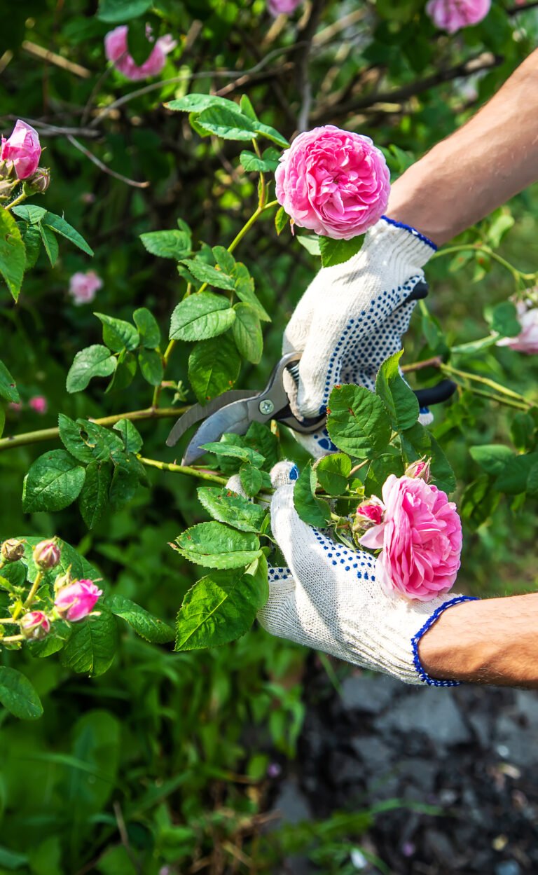   
Gül Bahçesinden Seçmeler  Her Bir Çiçekte Bir Kalp Atışı