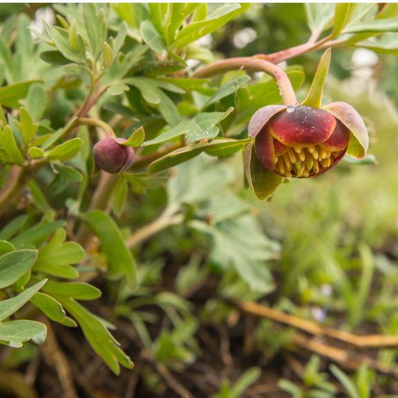 Paeonia brownii