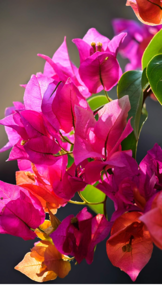 Bougainvillea glabra (İnce Yapraklı Begonvil)