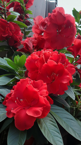 Bougainvillea ‘Barbara Karst 3