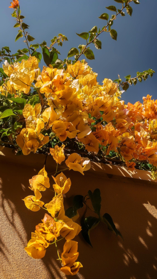 Bougainvillea ‘Barbara Karst 4