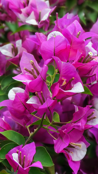 Bougainvillea ‘Raspberry Ice 5