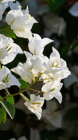 Bougainvillea ‘White Madonna 6 1