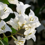 Bougainvillea ‘White Madonna 6 2